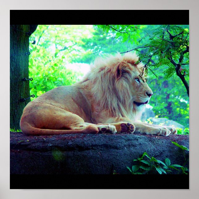 Poster Poster-Animaux-27 (Devant)