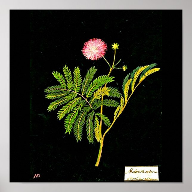 Poster Poster-Art-Botanique-Mary Delany 21 (Devant)