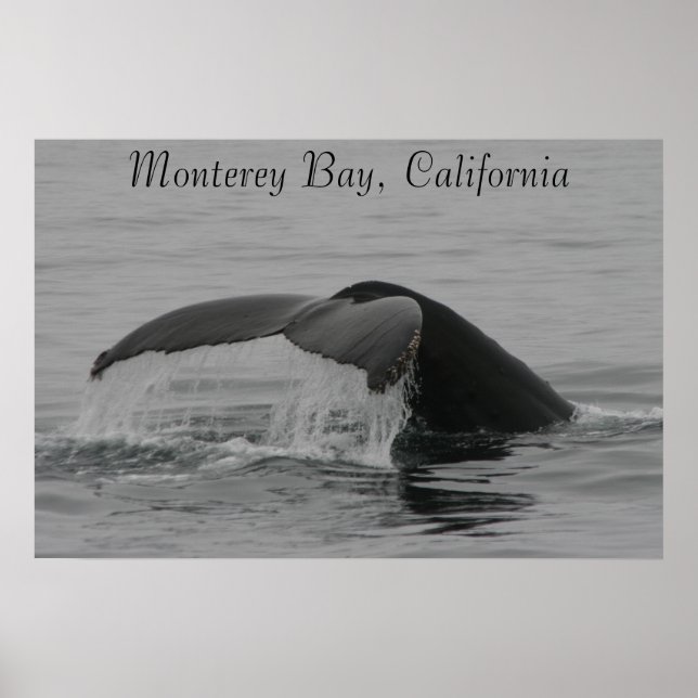 Poster Poster, Baleine Fluke, Monterey (Devant)