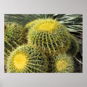 Poster Poster—Barrel Cactus