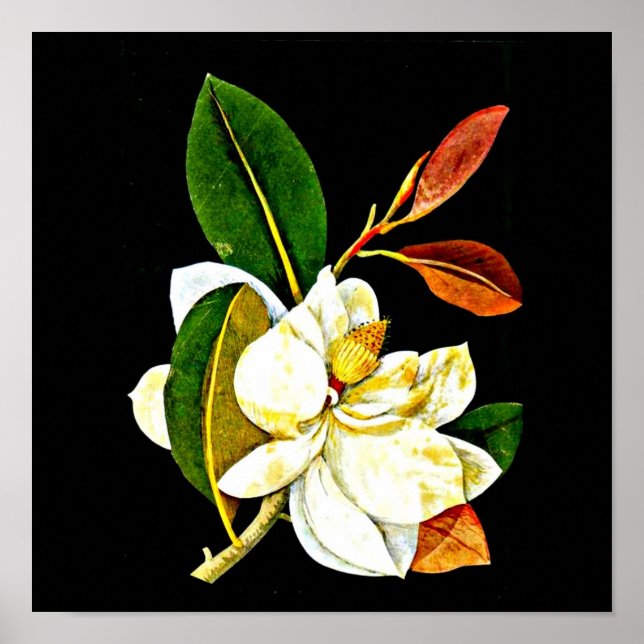 Poster Poster-Botanique Art-Mary Delany 1 (Devant)