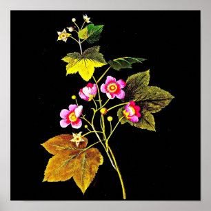 Poster Poster-Botanique Art-Mary Delany 4