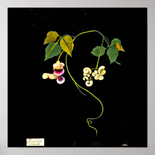 Poster Poster-Botanique Art-Mary Delany 5