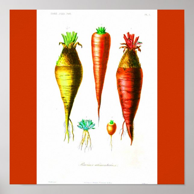 Poster Poster-Botaniques-Carotte (Devant)