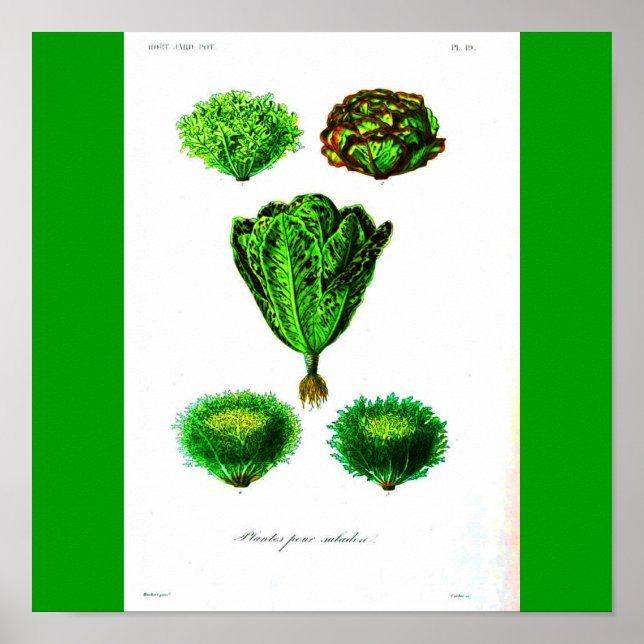 Poster Poster-Botaniques-Lettuces (Devant)