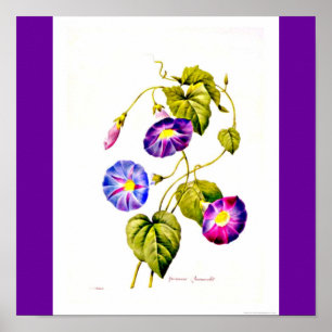 Poster Poster-Botaniques-Pierre Joseph Redoute 6