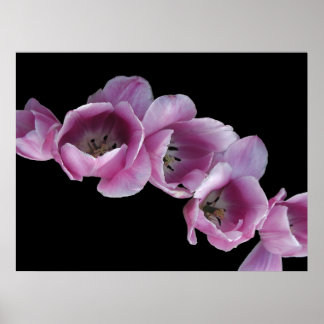 Poster Poster, Cascade de tulipes violettes