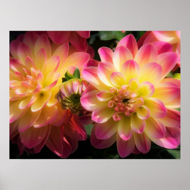 Poster Poster-Dahlias (Devant)