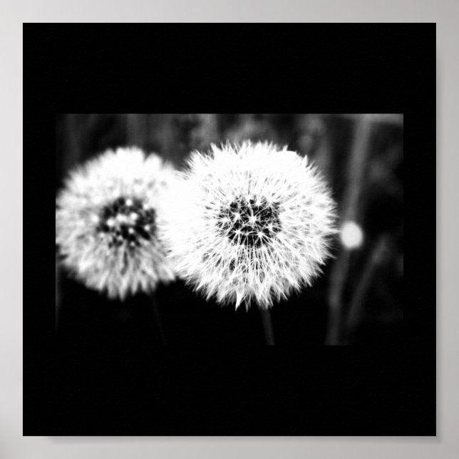 Poster Poster-Fleurs-141 (Devant)