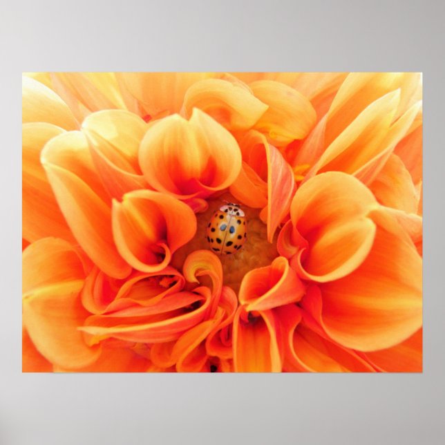 Poster Poster-Flower/Ladybug (Devant)