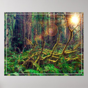 Poster Poster-Forest