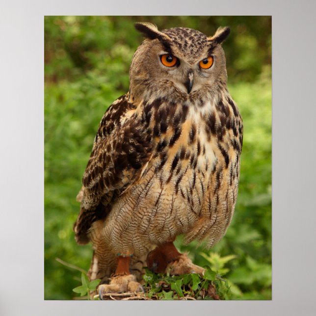 Poster Poster/Impression de hibou (Devant)