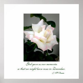 Poster Poster/Impression Rose blanche