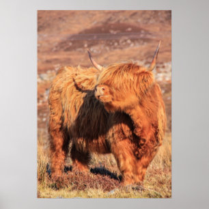 Poster Poster/Imprimer de la vache de Highland