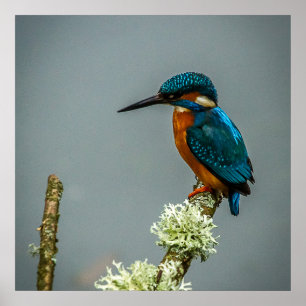 Poster Poster/Imprimer Kingfisher