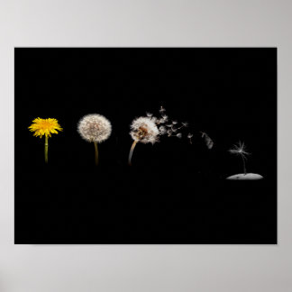 Poster Poster/imprimer sur le cycle de vie de Dandelion