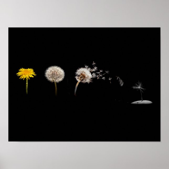 Poster Poster/imprimer sur le cycle de vie de Dandelion (Devant)