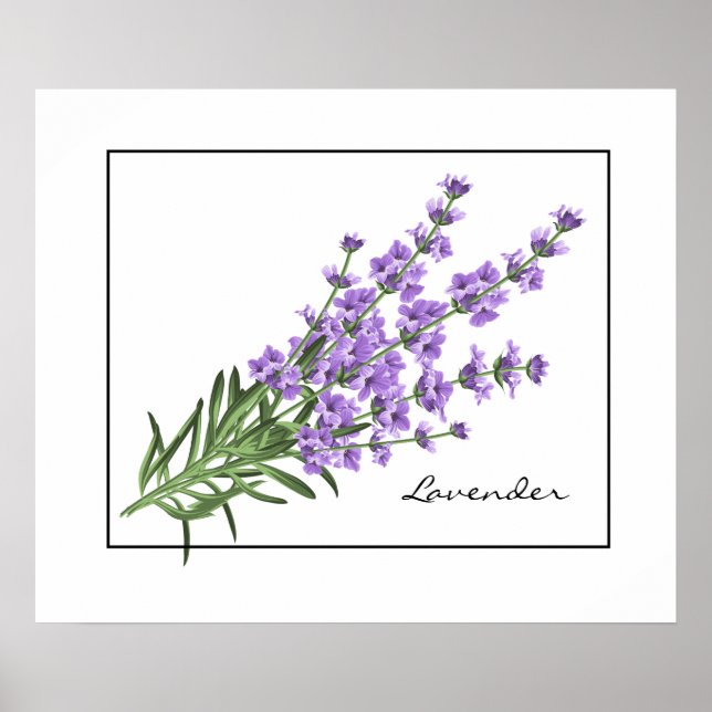 Poster Poster-Lavender (Devant)