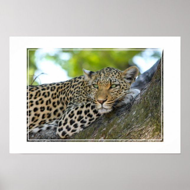 Poster Poster-Leopard (Devant)