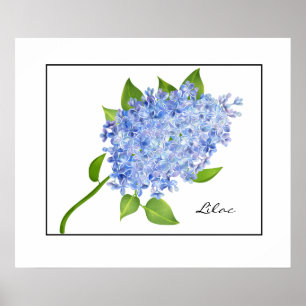 Poster Poster-Lilac