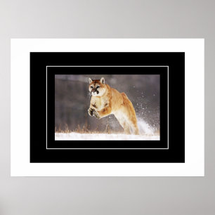 Poster Poster-Lion de montagne