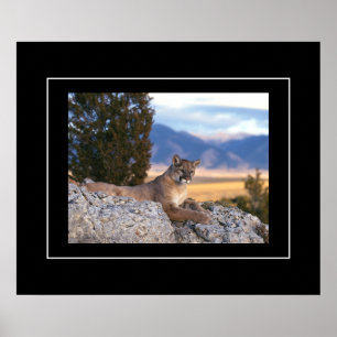 Poster Poster-Lion de montagne