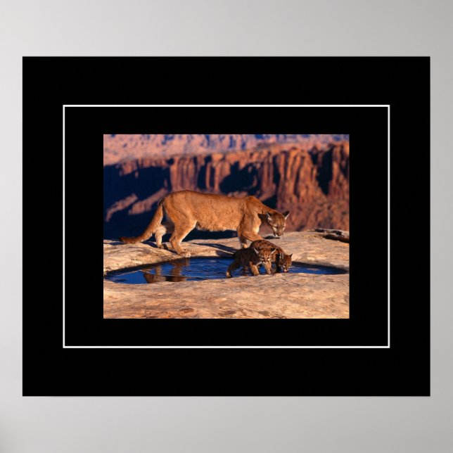 Poster Poster-Mountain Lion & Cubs (Devant)