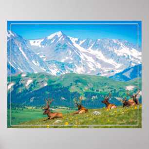Poster Poster-Mountains & Elk