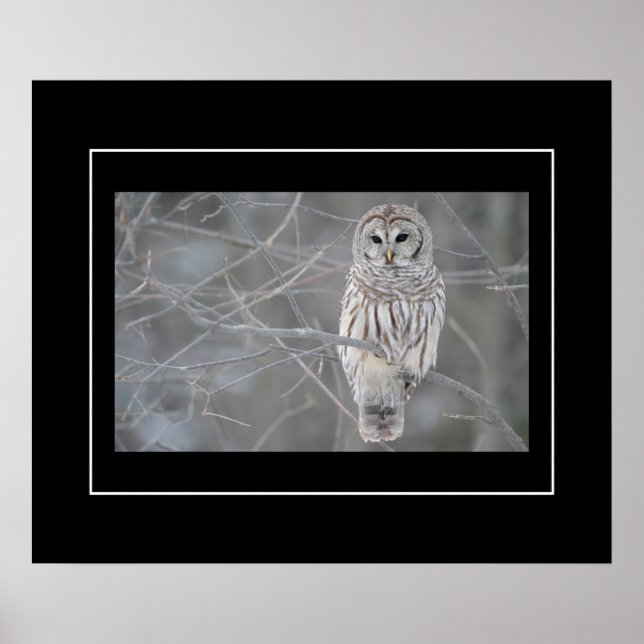 Poster Poster-Owl (Devant)