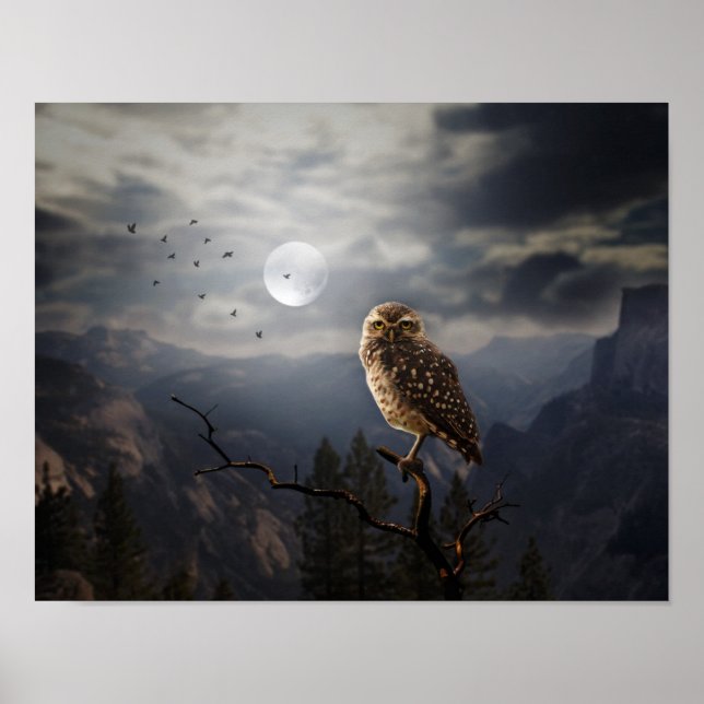 Poster Poster-Owl (Devant)