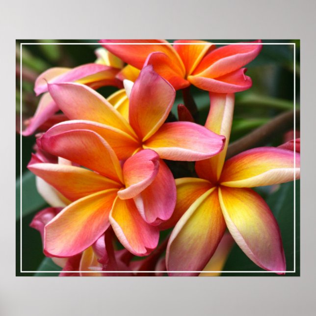 Poster Poster-Plumeria Fleurs (Devant)