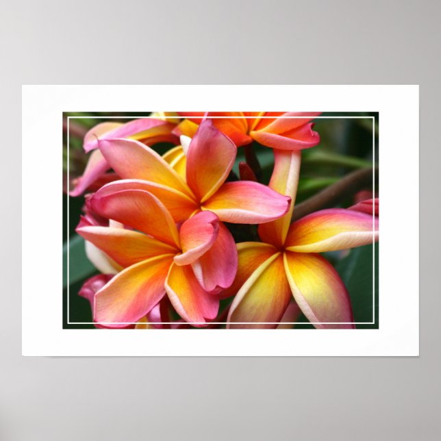 Poster Poster-Plumeria Fleurs (Devant)