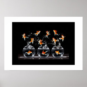 Poster Poster-Poster-Goldfish