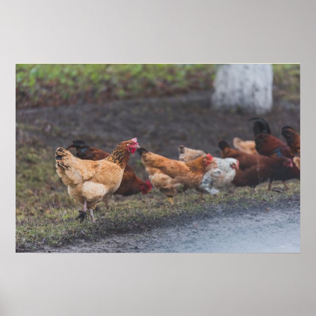 Poster Poster-Poulets au bord de la route (Devant)