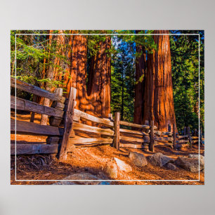 Poster Poster-Redwoods