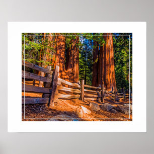 Poster Poster-Redwoods