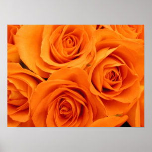 Poster Poster, Rose orange
