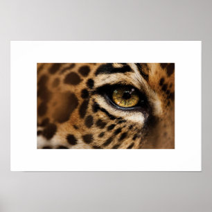 Poster Poster-Wild Cat