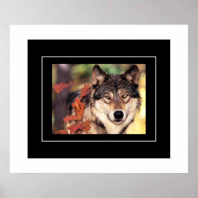 Poster Poster-Wolf (Devant)