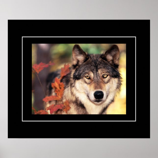 Poster Poster-Wolf (Devant)
