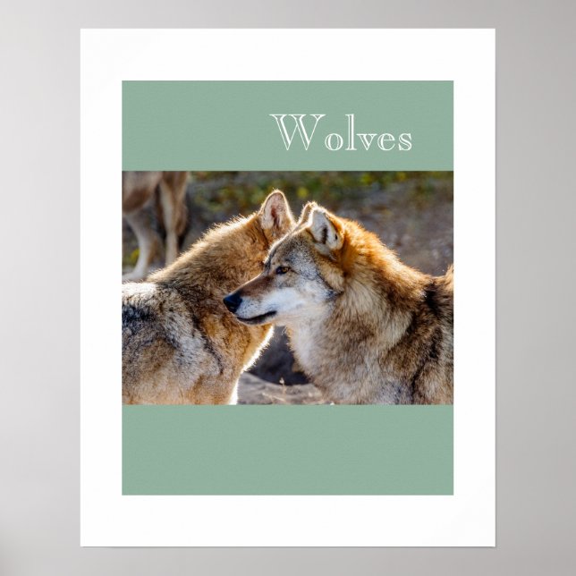 Poster Poster-Wolves (Devant)