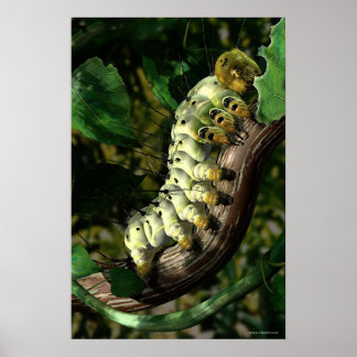 Poster Postman Caterpillar