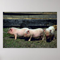 Potbelly Pigs