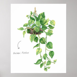 Poster Pothos d'or