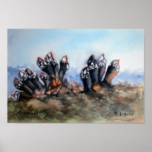 Poster Pouces-pied/Barnacles
