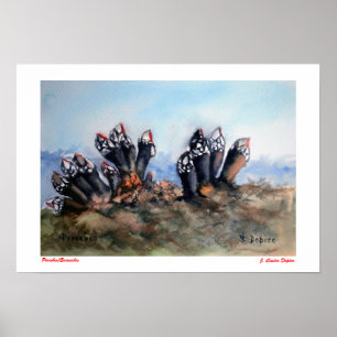Poster Pouces-pied/Barnacles