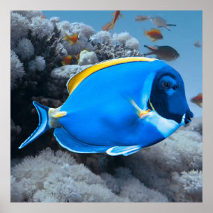 Poster Poudre Bleu Tang