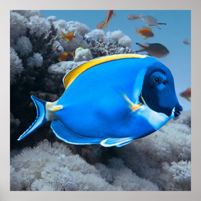 Poster Poudre Bleu Tang (Devant)