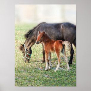 Poster Poulain miniature de cheval - colt et pouliche