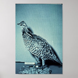 Poster Poule de bruyère